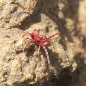 Trombidiidae (family) at Hawker, ACT - 3 Oct 2022