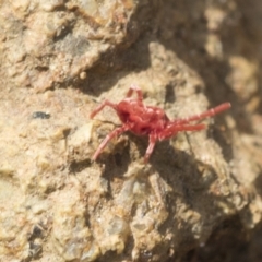 Trombidiidae (family) at Hawker, ACT - 3 Oct 2022 10:04 AM