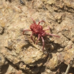 Trombidiidae (family) at Hawker, ACT - 3 Oct 2022 10:04 AM