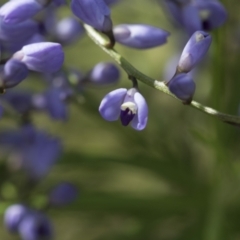 Comesperma volubile (Love Creeper) at Hawker, ACT - 2 Oct 2022 by AlisonMilton