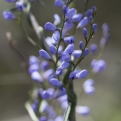 Comesperma volubile at Hawker, ACT - 3 Oct 2022 10:17 AM