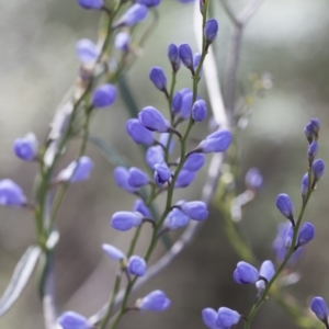 Comesperma volubile at Hawker, ACT - 3 Oct 2022 10:17 AM