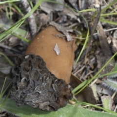 Morchella elata group (Morel) at Hawker, ACT - 3 Oct 2022 by AlisonMilton