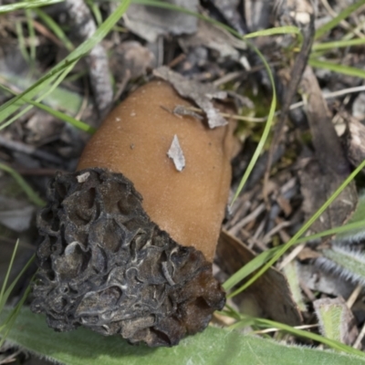 Morchella elata group (Morel) at The Pinnacle - 3 Oct 2022 by AlisonMilton