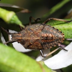 Omyta centrolineata (Centreline Shield Bug) at ANBG - 29 Oct 2022 by TimL