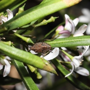 Omyta centrolineata at Acton, ACT - 30 Oct 2022