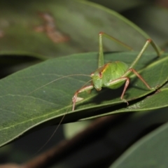 Caedicia simplex (Common Garden Katydid) at Acton, ACT - 30 Oct 2022 by TimL