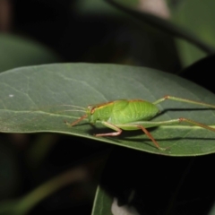 Caedicia simplex at Acton, ACT - 30 Oct 2022 10:46 AM