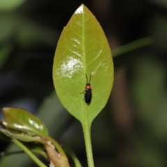 Heteromastix sp. (genus) at Acton, ACT - 30 Oct 2022