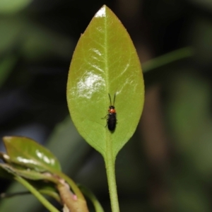 Heteromastix sp. (genus) at Acton, ACT - 30 Oct 2022