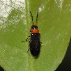 Heteromastix sp. (genus) at Acton, ACT - 30 Oct 2022