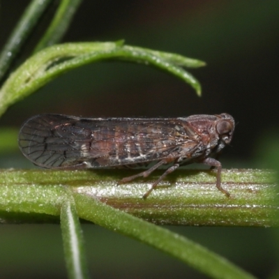 Cixiidae sp. (family) (Cixiid planthopper) at Acton, ACT - 30 Oct 2022 by TimL