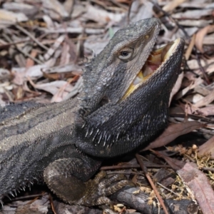 Pogona barbata at Acton, ACT - suppressed