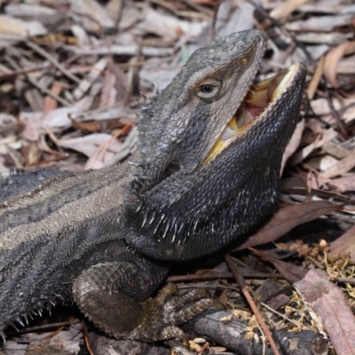 Pogona barbata (Eastern Bearded Dragon) at ANBG - 1 Nov 2022 by TimL