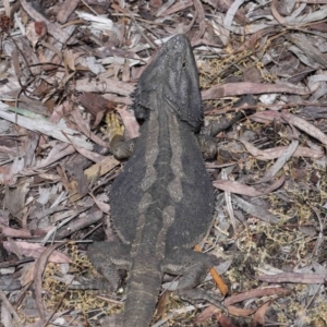 Pogona barbata at Acton, ACT - 2 Nov 2022