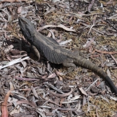 Pogona barbata at Acton, ACT - suppressed