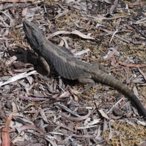 Pogona barbata at Acton, ACT - suppressed