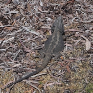 Pogona barbata at Acton, ACT - suppressed