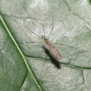 Limoniidae (family) at Acton, ACT - 2 Nov 2022