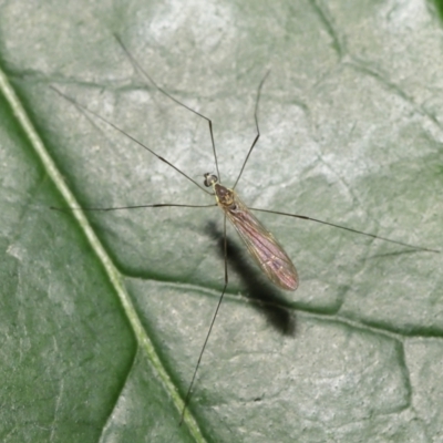 Limoniidae (family) (Unknown Limoniid Crane Fly) at Acton, ACT - 2 Nov 2022 by TimL