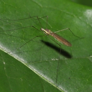 Limoniidae (family) at Acton, ACT - 2 Nov 2022