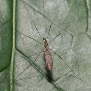 Limoniidae (family) at Acton, ACT - 2 Nov 2022