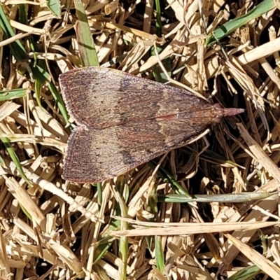 Unidentified Moth (Lepidoptera) at Coffs Harbour, NSW - 2 Nov 2022 by trevorpreston