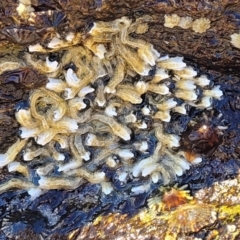 Unidentified Polychaete Worm at Nambucca Heads, NSW - 2 Nov 2022 by trevorpreston