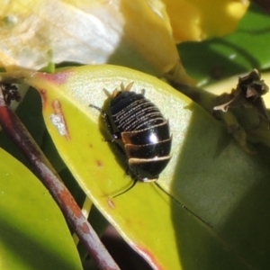 Ellipsidion australe at Conder, ACT - 10 Oct 2022