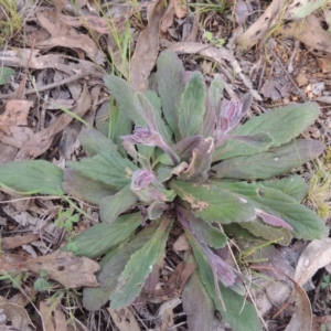 Ajuga australis at Michelago, NSW - 11 Oct 2022