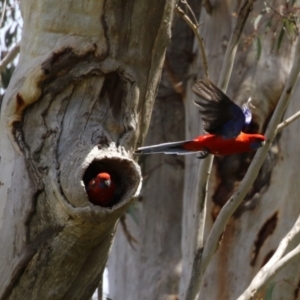 Platycercus elegans at Kambah, ACT - 2 Nov 2022 11:51 AM