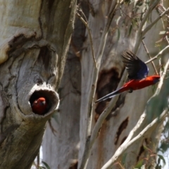 Platycercus elegans at Kambah, ACT - 2 Nov 2022 11:51 AM