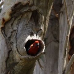 Platycercus elegans at Kambah, ACT - 2 Nov 2022 11:51 AM