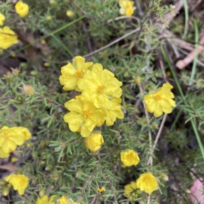 Hibbertia calycina (Lesser Guinea-flower) at Acton, ACT - 2 Nov 2022 by Jenny54