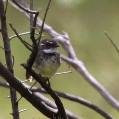 Rhipidura albiscapa (Grey Fantail) at Kambah, ACT - 2 Nov 2022 by RodDeb