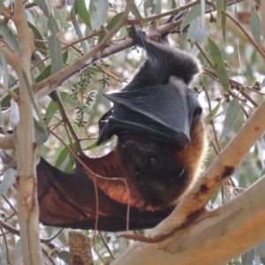 Pteropus poliocephalus at Kambah, ACT - 2 Nov 2022 12:13 PM