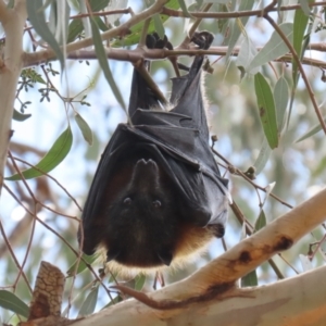 Pteropus poliocephalus at Kambah, ACT - 2 Nov 2022 12:13 PM