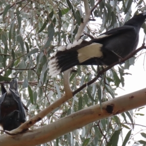 Pteropus poliocephalus at Kambah, ACT - 2 Nov 2022 12:13 PM