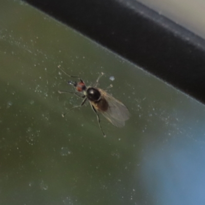 Empididae sp. (family) (Dance fly) at Kambah, ACT - 2 Nov 2022 by RodDeb