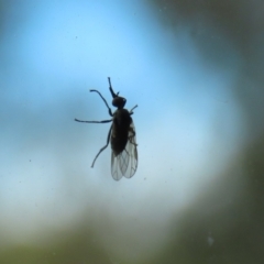 Empididae (family) at Kambah, ACT - 2 Nov 2022 12:24 PM