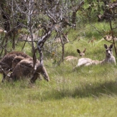 Macropus giganteus (Eastern Grey Kangaroo) at Mount Taylor - 2 Nov 2022 by RodDeb