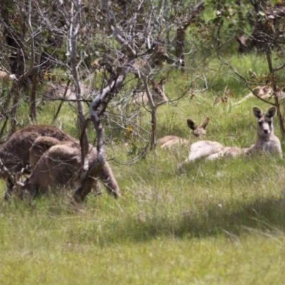 Macropus giganteus (Eastern Grey Kangaroo) at Kambah, ACT - 2 Nov 2022 by RodDeb