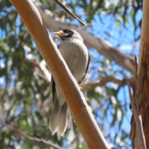 Manorina melanocephala at Kambah, ACT - 2 Nov 2022