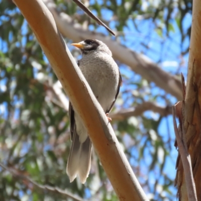 Manorina melanocephala (Noisy Miner) at Kambah, ACT - 2 Nov 2022 by RodDeb