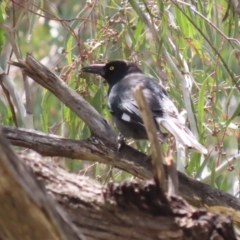 Strepera graculina at Kambah, ACT - 2 Nov 2022 11:22 AM