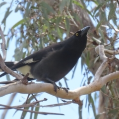 Strepera graculina at Kambah, ACT - 2 Nov 2022