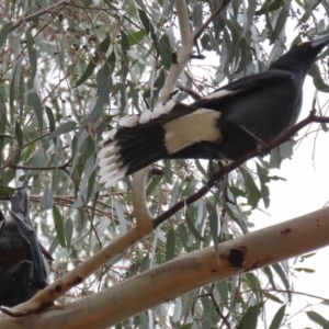 Strepera graculina at Kambah, ACT - 2 Nov 2022