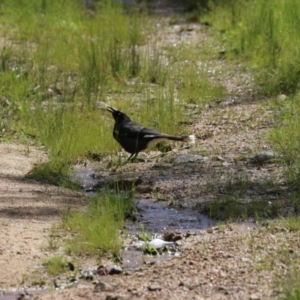 Strepera graculina at Kambah, ACT - 2 Nov 2022 11:22 AM