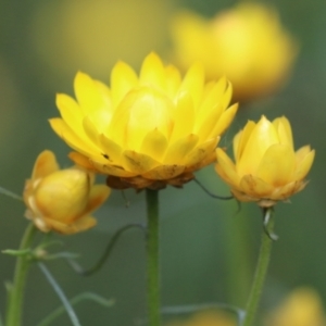 Xerochrysum viscosum at Kambah, ACT - 2 Nov 2022