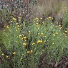 Xerochrysum viscosum at Kambah, ACT - 2 Nov 2022